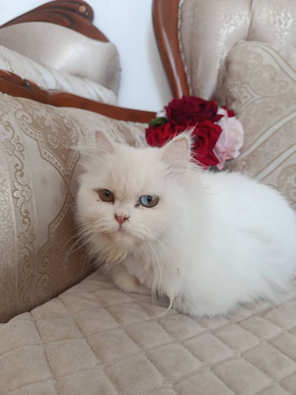 بزونه اليفه  للبيع لعدم التفرغ 

#السعر 50 الف وبي مجال قليل 

#مكاني بابل شارع 80  للاستفسار ***********
