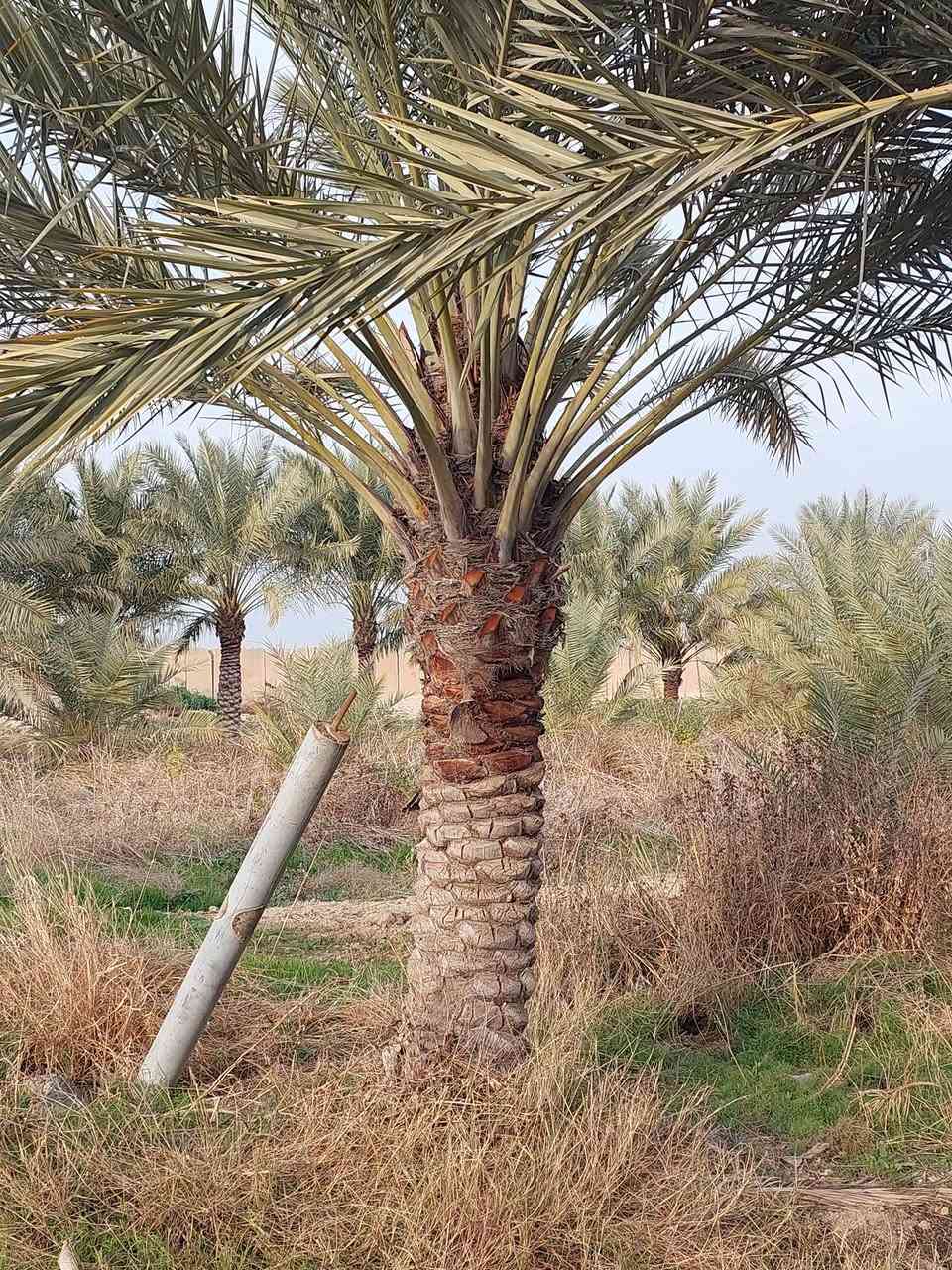 @0السلام عليكم يوجد نخل للبيع احجام خشنه وحجام قنينه عنواني صلاح الدين سامراء الستفسار ***********
