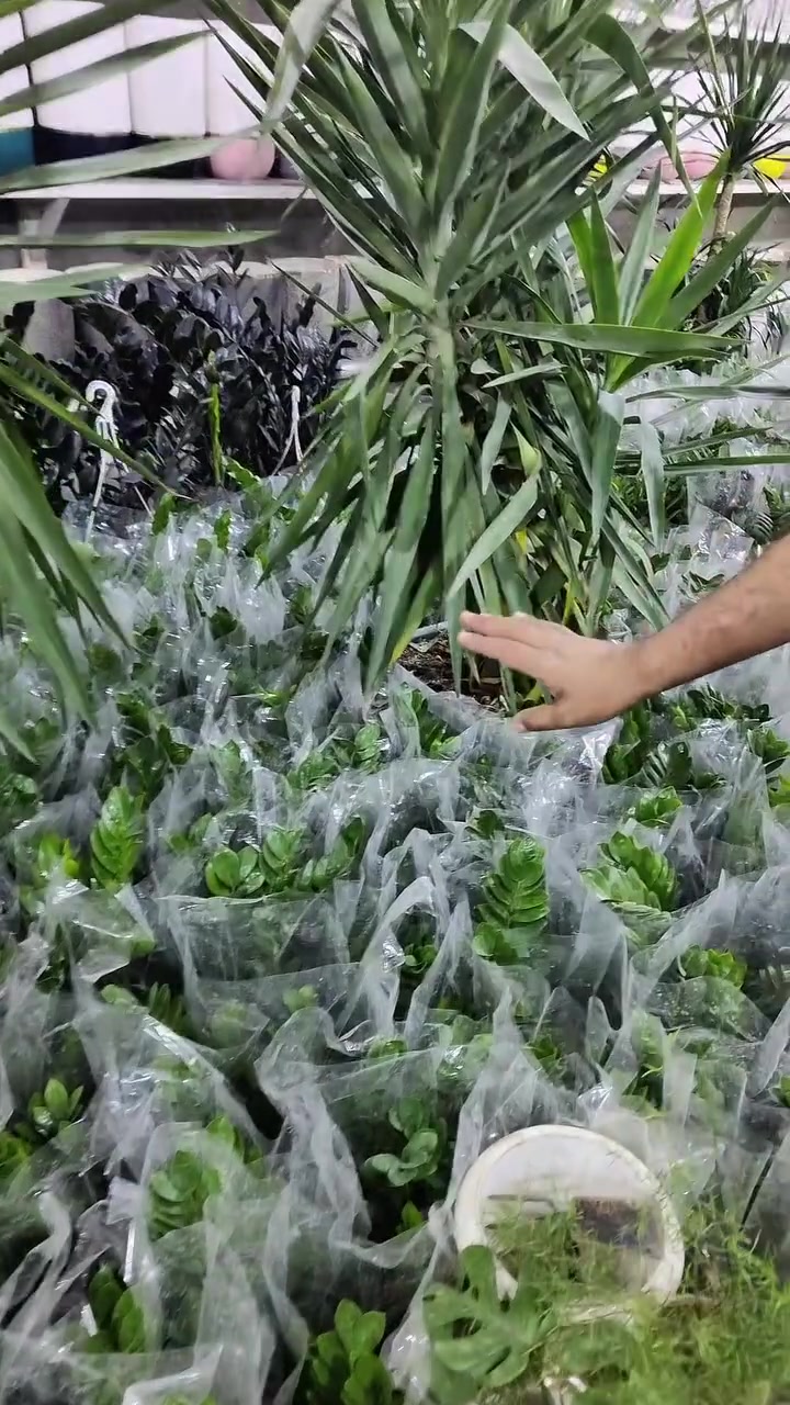 رجعت الزامبيا ب 5 بس 🌱 🔥 🔥 🔥 
لعنوان: حلة حي الصحة شارع كورنيش
للتواصل ضرغام : ‏‪0782 884 2289‬‏
علي خلدون: ***********
https://maps.app.goo.gl/MrkK44hPhZ3qJYfC9
