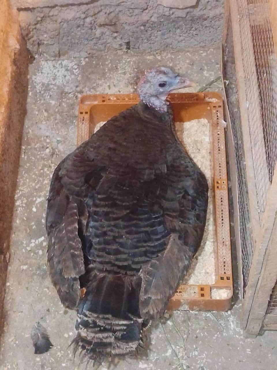 فسيفس كاركة ب٣٥ ماجواها بيض فارغه


**إذا كنت صاحب هذا الإعلان وتريد حذفه لأي سبب، رجاءا أرسل رسالة إلى الدعم الفني**