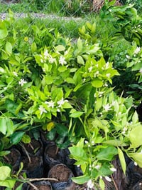 حمضيات • برتقال بصراوي • قرية الذيبانية