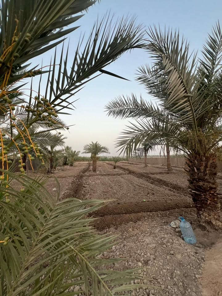 السلام عليكم بستان للبيع المساحه 1900 متر يصلح مزرعه ويصلح بيت مسيج بلكامل كهرباء وماء اساله وماء سقي يحتوي على كوخ في الفظليه   قريه الزهراء يبعد عن الشارع العام سوق الشيوخ ناصريه 600 متر   ***********
