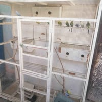عصافير حب • افراخ • بعقوبه