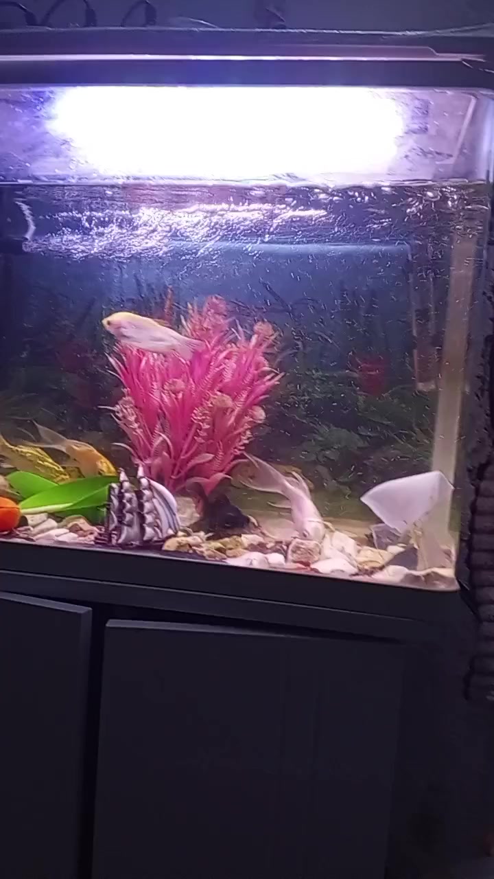 السلام عليكم حوض سماك زينه سعره 100وبيه مجال مع ميز


**إذا كنت صاحب هذا الإعلان وتريد حذفه لأي سبب، رجاءا أرسل رسالة إلى الدعم الفني**