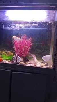 حوض سماك • زينة • مع ميز