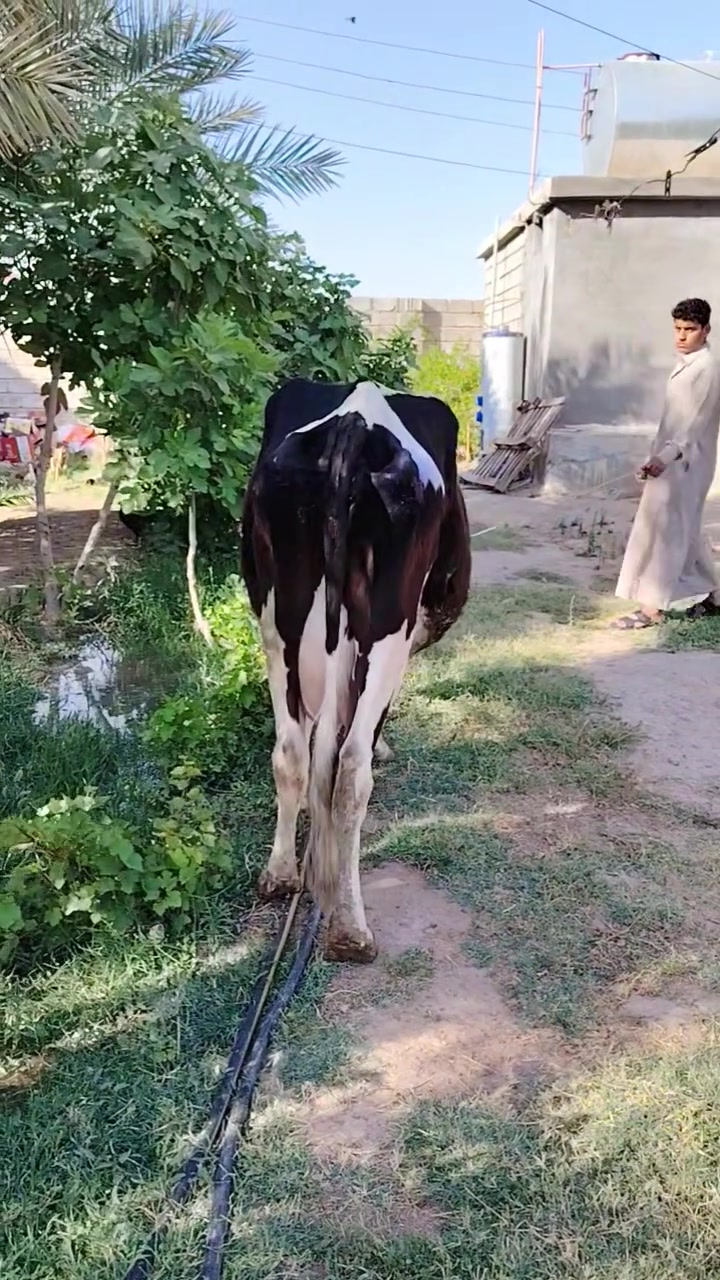 السلام عليكم
بقرة حليب جنس خشنة
وراها حولي درجة أولى
تحلب خير من الله وشرط الدسامة
اسديرة سفلى
***********
يرهم مراوس بحلال وتوجد خدمة توصيل
