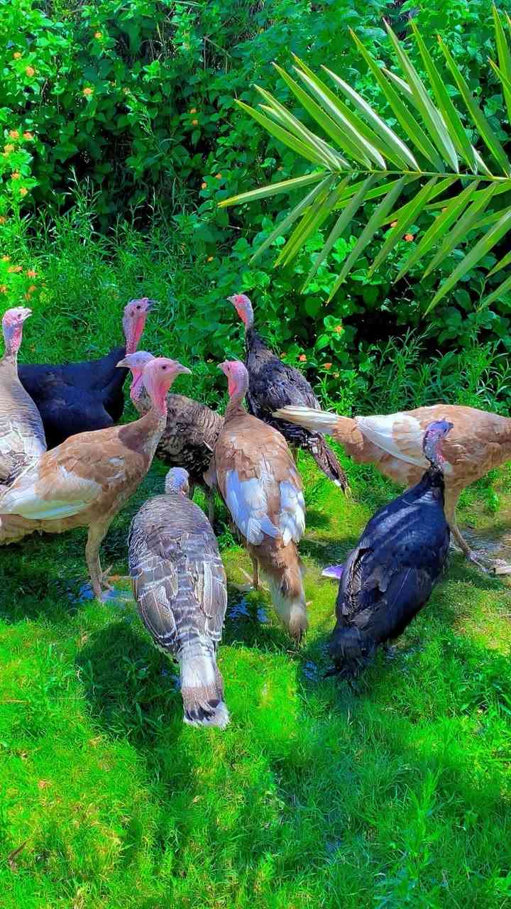 فسيفسات عرب اصليات العدد ١٢ كلهن نثايه بياضات كبار عمرهن سنه ، حلال مال مزرعه شرط الصحة والنظافه ، سرحيات ياكلن من الكاع يفيد الجنايه واهل المحميات الوانهن اصفر واسود و مركشات ، كلش حلوات وبلعافيه علياخذهن ، ابيعهن كلهن شلع الشراي اليريدهن يراسلني على الماسنجر وبيه خير ويدلل ، مكاني بغداد التاجي … الفيدو مالتهن موجود راسلني وادزه الك الشراي يراسلنا ويدلل واذا مو شراي لا تعبني فدوه اروحلك …


**إذا كنت صاحب هذا الإعلان وتريد حذفه لأي سبب، رجاءا أرسل رسالة إلى الدعم الفني**
