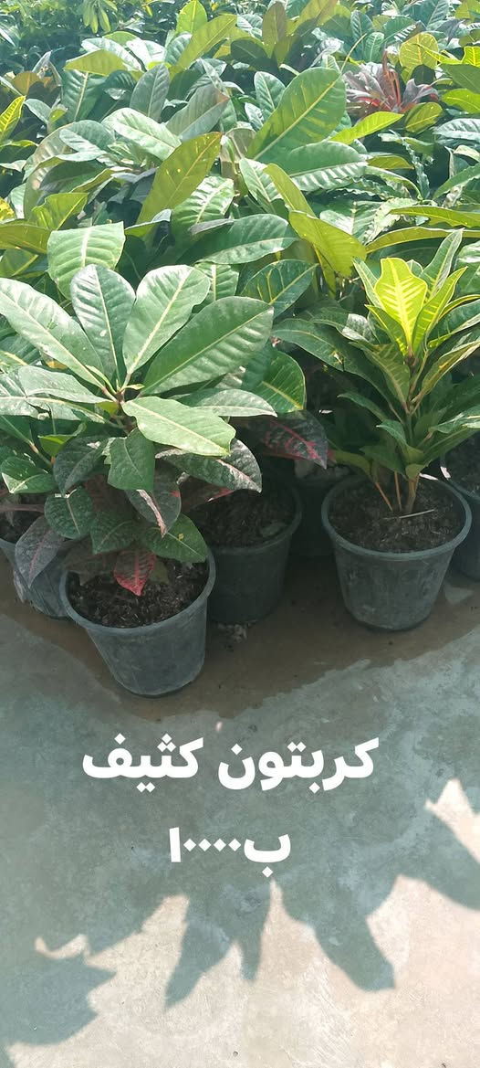 شتلات بأسعار مناسبة السعر داخل الصور 
يوجد توصيل لمناطق كركوك 
عروض التوصيل بمناسبة العيد
 الطلبية الي تزيد عن ٥٠الف التوصيل مجاني


**إذا كنت صاحب هذا الإعلان وتريد حذفه لأي سبب، رجاءا أرسل رسالة إلى الدعم الفني**