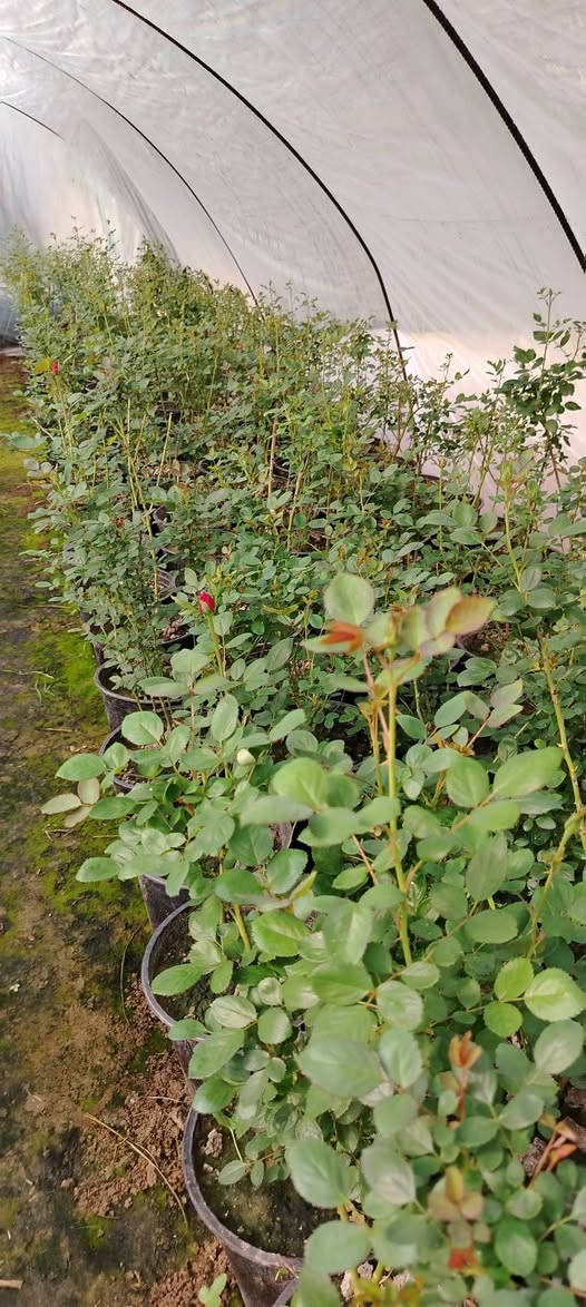 ورد جوري السلطاني عراقي السعر 5000 دينار الارتفاع متر حجم السندان 26


**إذا كنت صاحب هذا الإعلان وتريد حذفه لأي سبب، رجاءا أرسل رسالة إلى الدعم الفني**