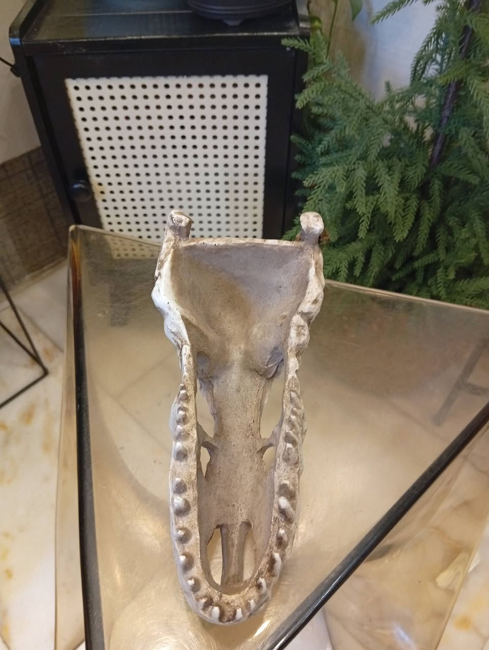چمجمه دينصور


**إذا كنت صاحب هذا الإعلان وتريد حذفه لأي سبب، رجاءا أرسل رسالة إلى الدعم الفني**
