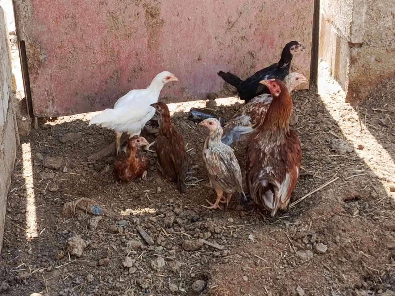 سلام عليكم فراجات للبيع مكان سوك شيوخ كرمه حسن عدد 16 كلهن للبيع اتصال او تواصل واتساب عل رقم ***********
