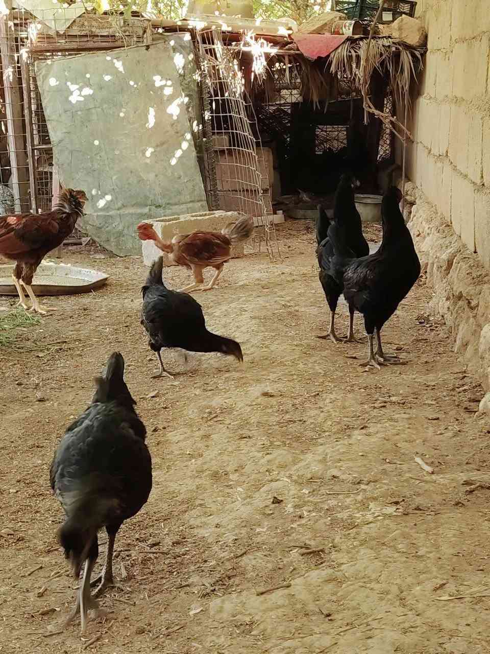 للبيع حلال بيت نظيف على وجه مبياض ألوان حلوه ومرتبه..العدد 25 طير ابيع شلع بيهن ثنين صغار مو وياهن   مكانهن بالعبيدي الشراي يراسلني او يتصل ويدلل... ***********

