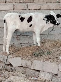 جوز حوليات • جنس اصليات • توصيل