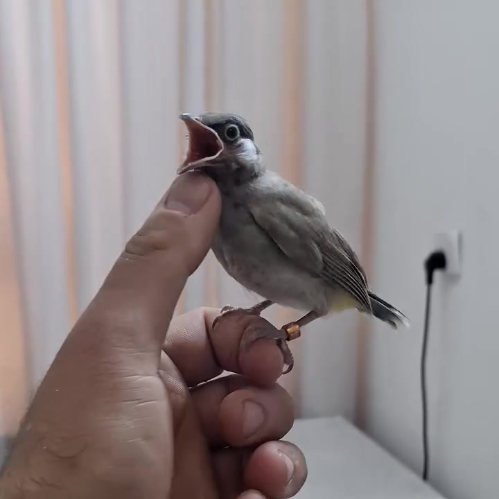 بلبل اليف محلق يطلع فحل زعفرانيه ***********
