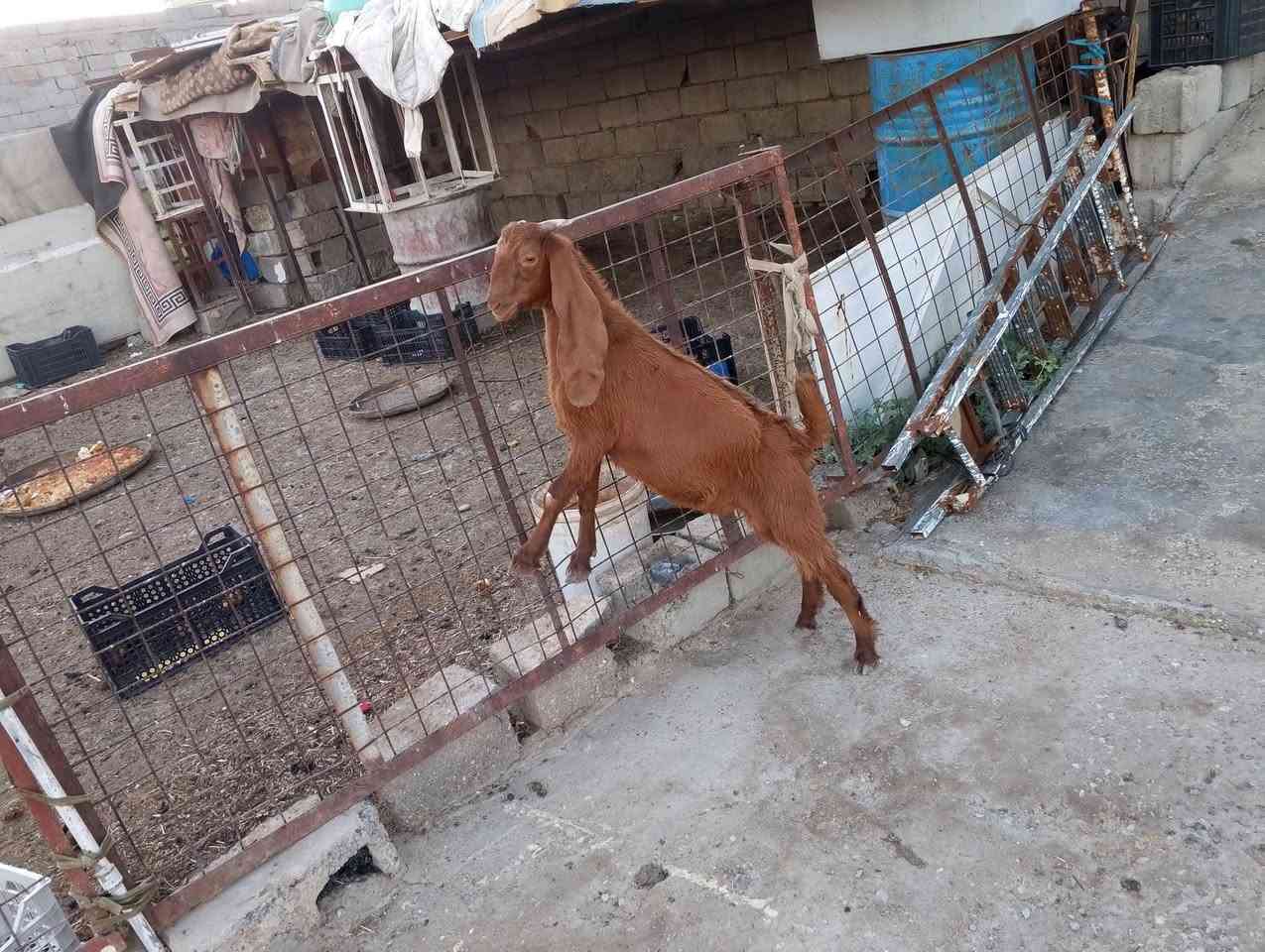 السلام عليكم صخل كزكز للبيع مكاني ديالى بلدروز السعر الاتصال على الرقم ***********
