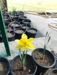 نرجس أصفر • كمية محدودة • توصيل غماس