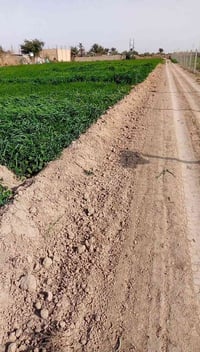 ارض زراعيه • ٦دونم • بغداد المدائن