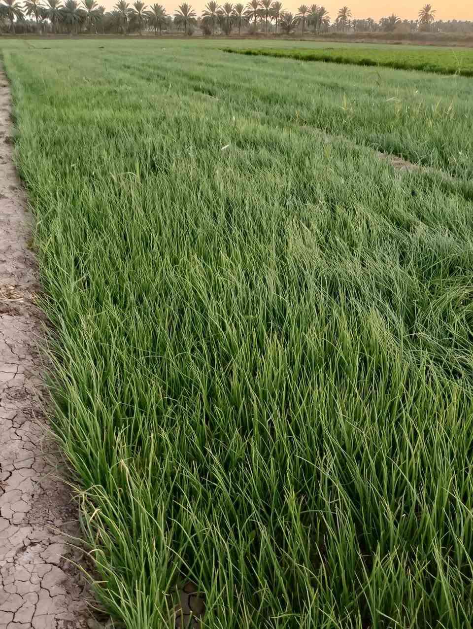 السلام عليكم داية بصل حار للبيع ***********
