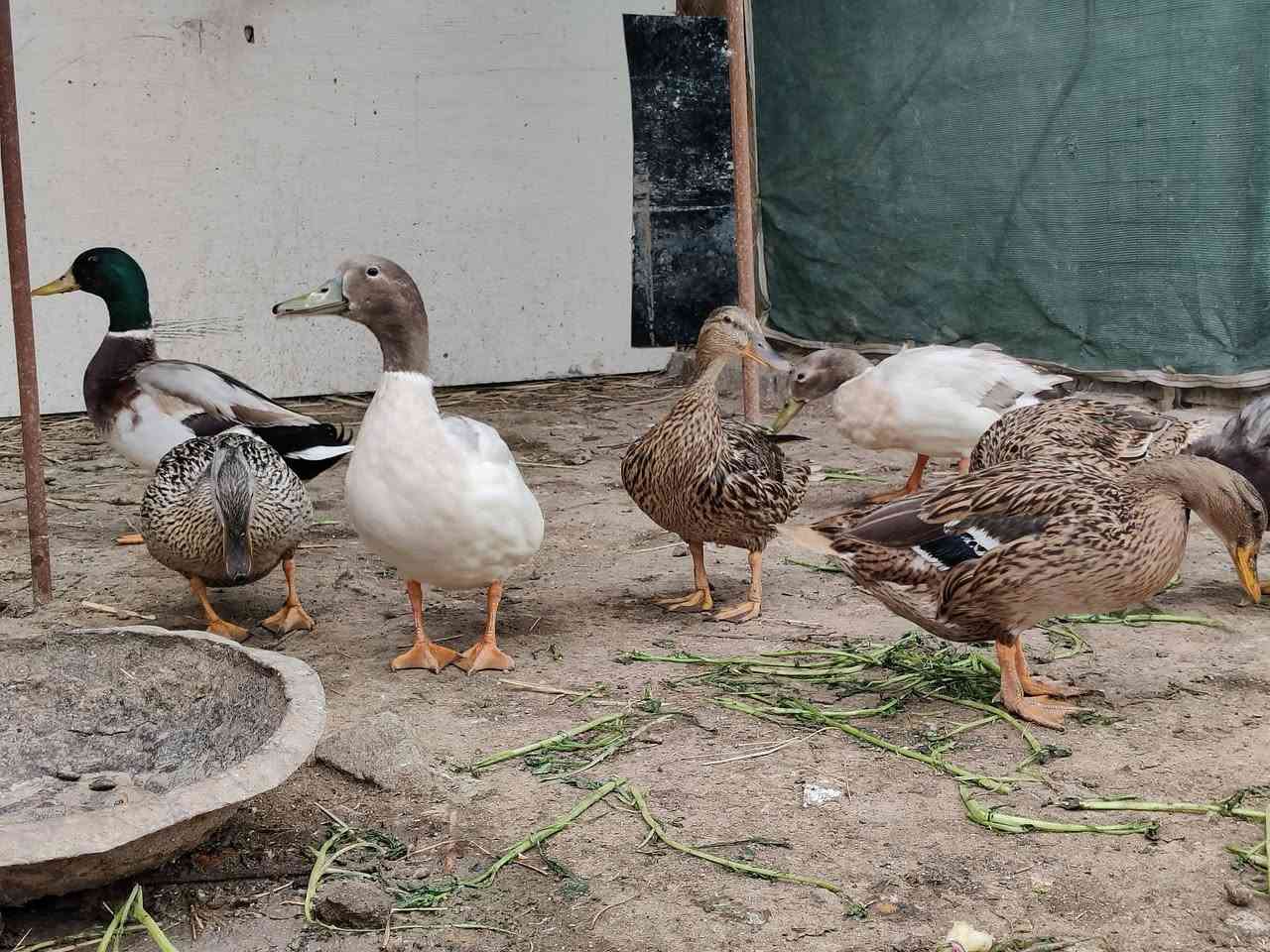 سلام عليكم
اخضيري محمية كله طيار شرط
 قسم منهن بياضات حالياً 
8 ازواج 
الزوج ب30 ابيع شلع أو نصهن
الهوير منطقة الترابه


**إذا كنت صاحب هذا الإعلان وتريد حذفه لأي سبب، رجاءا أرسل رسالة إلى الدعم الفني**