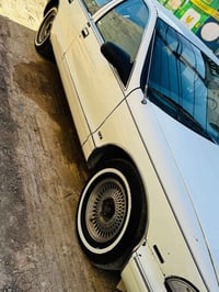 دولفين مجول • ١٩٩٤ • سماوه