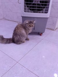 قطة للتبني • قطة انثى • قطة متعلمة • حيوانات اليفة • تبني حيوانات • بغ...