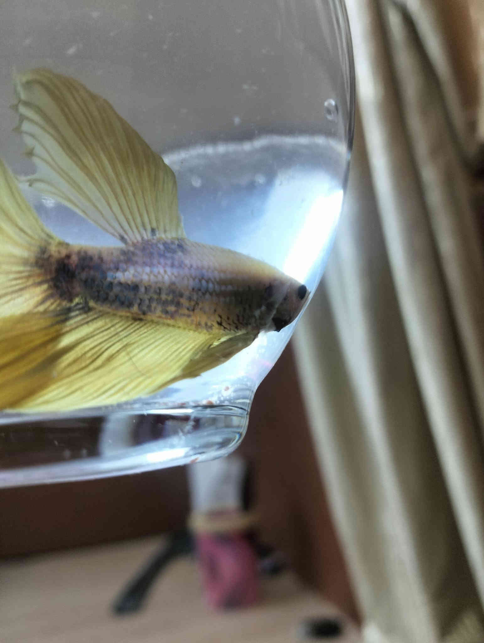 اسماك الفايتر سمكه مع دورق صغير مع احجار ضوئيه مع علف السمكه كيس ب5 الف مكاني الحرية توصيل داخل الحرية مجانآ والمناطق المجاورة توصيل 3الف وات ساب ***********
