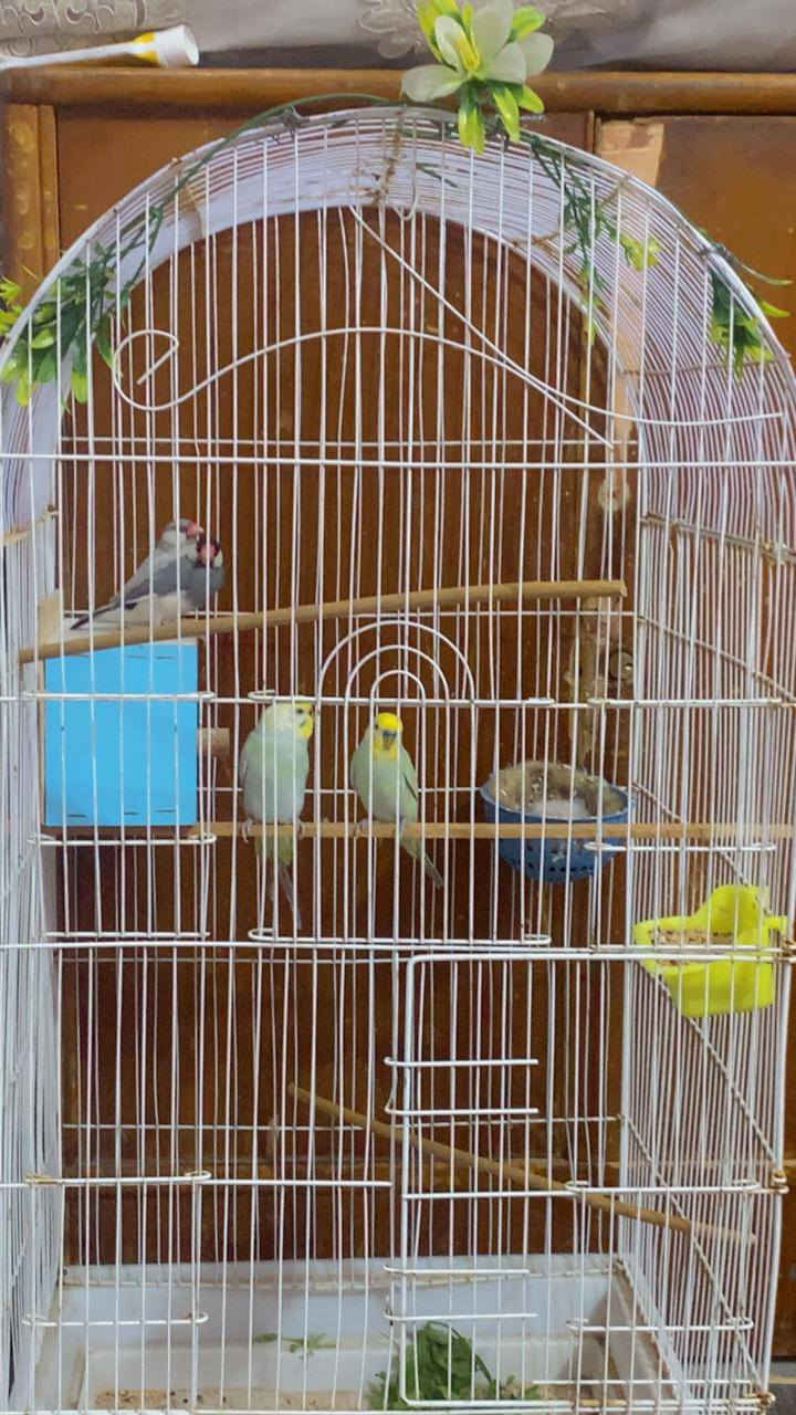 طيور حب وطيور جاوا السعر 30مع القفص‏
للاتصال‪***********‬‏
