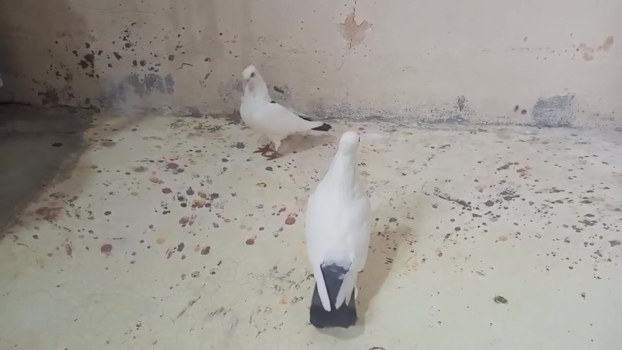 متاح طيور زينه للبيع مكاني ديالى جلولاء شراي راسلني خاص وتدلل


**إذا كنت صاحب هذا الإعلان وتريد حذفه لأي سبب، رجاءا أرسل رسالة إلى الدعم الفني**