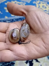 زوج سليماني • نثى وفحل • مدينه الصدر