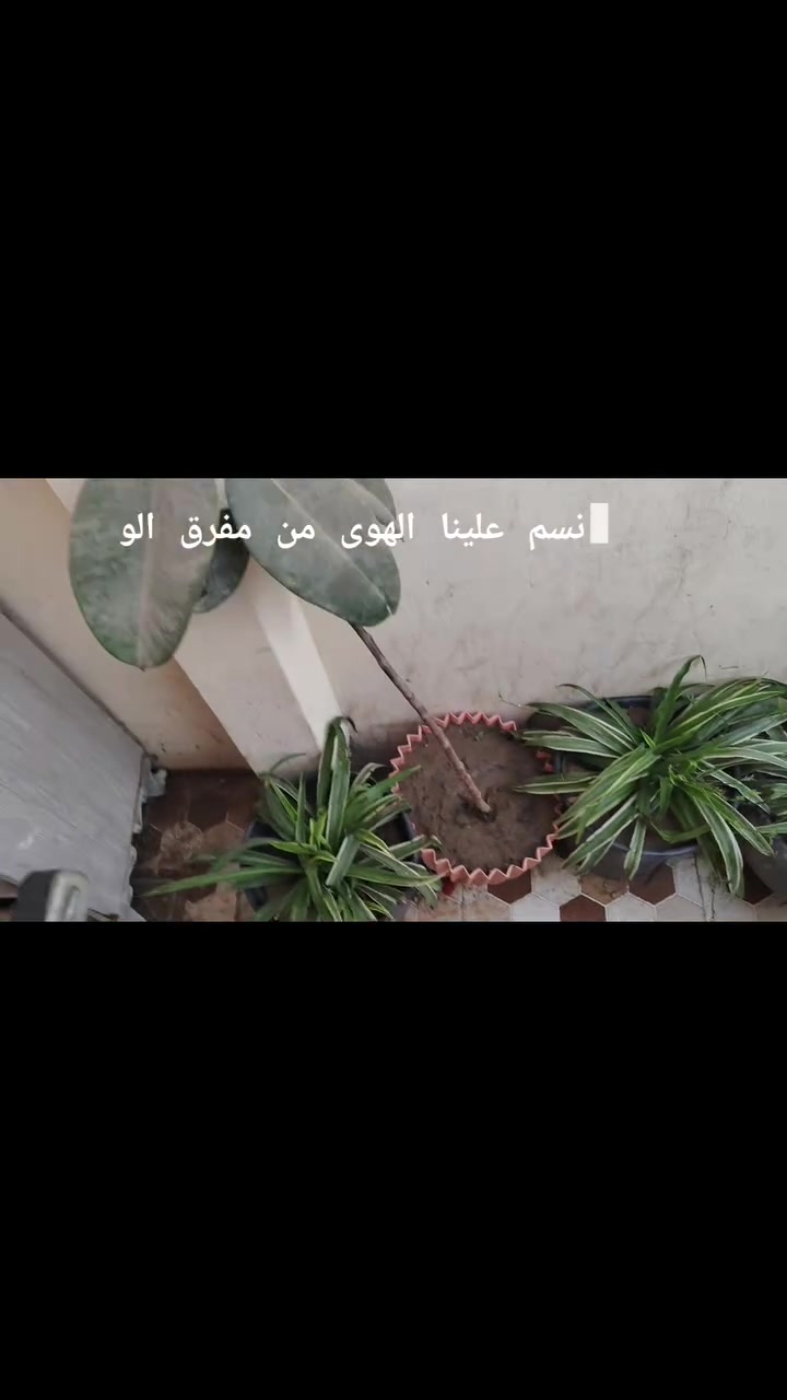 نباتات للبيع ***********
