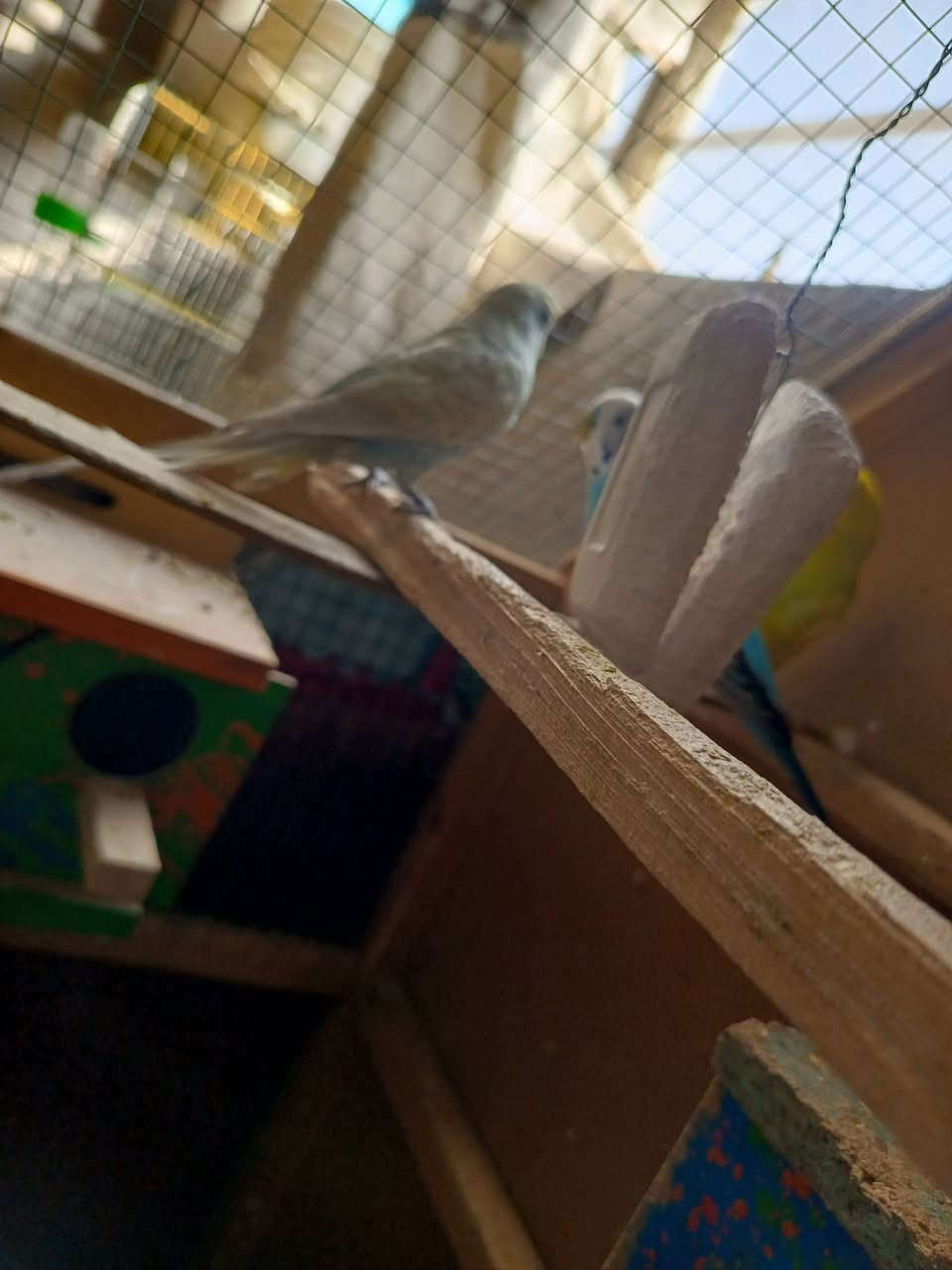 سلام عليكم عندي طيور حب للبيع زوجين متزوجات وجواهن بيض وفروخ الشراي ينطي السعر بل يرضي الله علما القفص مو للبيع ***********
‏‪***********‬‏
