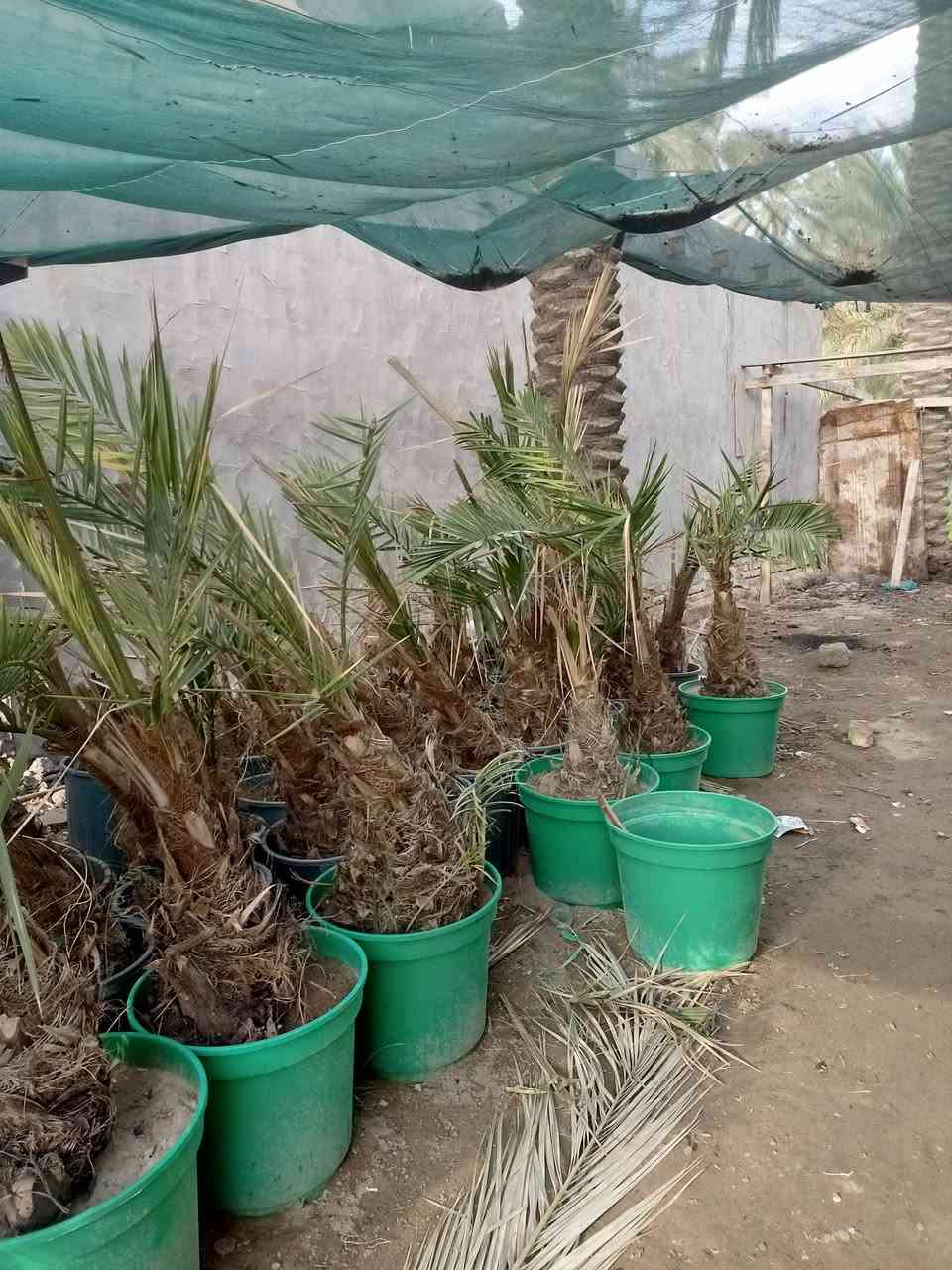 السلام عليكم يوجد الدينا برحي ومجهول وكرنفلي وكافة انواع النخيل لاتصال ع الرقم ***********
