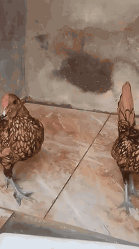 جاجة وديج سباني سبرايت خط اول حني .    07728014322