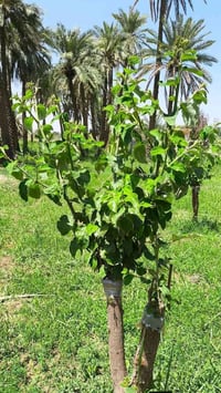 كربلاء الحسينيه • تطعيم نبك • خدمة منزلية