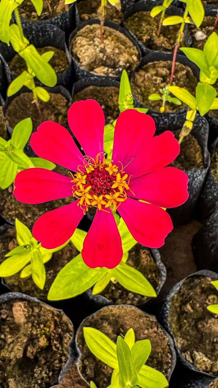 🌿🌳 فرصة مميزة لاقتناء الشتول 🌳🌿

يعلن مشتل مشروع تثبيت الكثبان الرملية – بيجي إلى المواطنين الكرام في محافظة صلاح الدين عن توفر مجموعة متنوعة من شتول الغابات وشتول الزينة 🌱🌸
وذلك بأسعار مدعومة ومناسبة للجميع دعماً للتشجير وزيادة المساحات الخضراء ونشر الجمال البيئي في مدننا وحدائقنا.

📍 العنوان:
محافظة صلاح الدين – قضاء بيجي – مجاور مطعم الزيتون.

🌿 ندعو جميع المواطنين والمهتمين بالتشجير والحدائق المنزلية إلى زيارة المشتل والاطلاع على الشتول المتوفرة والاستفادة من هذه الفرصة.

📩 للاستفسار يرجى مراسلة الصفحة.

أهلاً وسهلاً بكم في مشتل مشروع تثبيت الكثبان الرملية في بيجي 🌱


**إذا كنت صاحب هذا الإعلان وتريد حذفه لأي سبب، رجاءا أرسل رسالة إلى الدعم الفني**