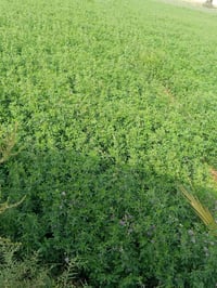 بذور جت عراقي • درجة أولى • توصيل كل المحافظات