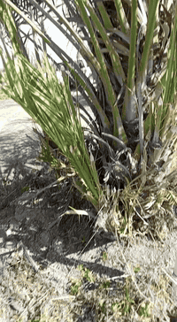 سلام عليكم ورحمه الله وبركاته متوفر 7فسال دقلة نور الجزائريه متعهدين بصنف لحين الاثمار العنوان واسط عزيزيه قرب مطبات الهاشمي للاستفسار ***********اخوكم ابو يقين للنخيل ملاحظه القلع بحضورك
