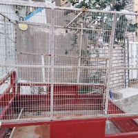 محجر • ستوته