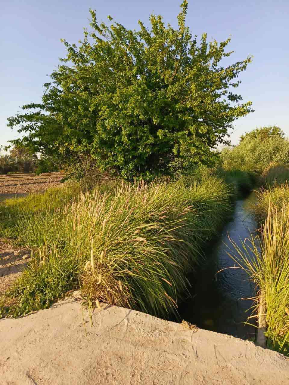 #هام_جدا_بخصوص_هاي_كاع_مالتي
اخوان هاي الكاع مالتنه وبسمنه السند انشر يجون الدلالين يخمطون الكليشه ويكتبلك بسمي تخابره يكلك بسم عمي لو جدي لو خالي لو بسم حبيبي يخليك تتكاتب عل كاع وتتفاجئ يطلب منك دلاليه يابه مو انته كتلي هاي مالتنه لا اني دلال ويخليك ترضى بأمر الواقع وتدفع دلاليه غصبن عليك وشكو كاع انشرهة فيه بسمنه وسندات ومرتسمات وتثبيت حدود زين تحياتي
هاي صور المناطق الدينشرونهة دلالين

السلام عليكم اخواني الأعزاء الغالين
10 دوانم طابو زراعي سند 25 الأرض بسمي فتح بيان مباشر انشاء الله
الواجهة للدونم الواحد 50 متر ونزال 50 متر يعني مربعه
السعر 24 مليون وبي مجال للدونم 
التاجي ذراع دجله منطقة الشيخ عامر مجاور مركز صحي
للاتصال والاستفسار *********** - واتساب
