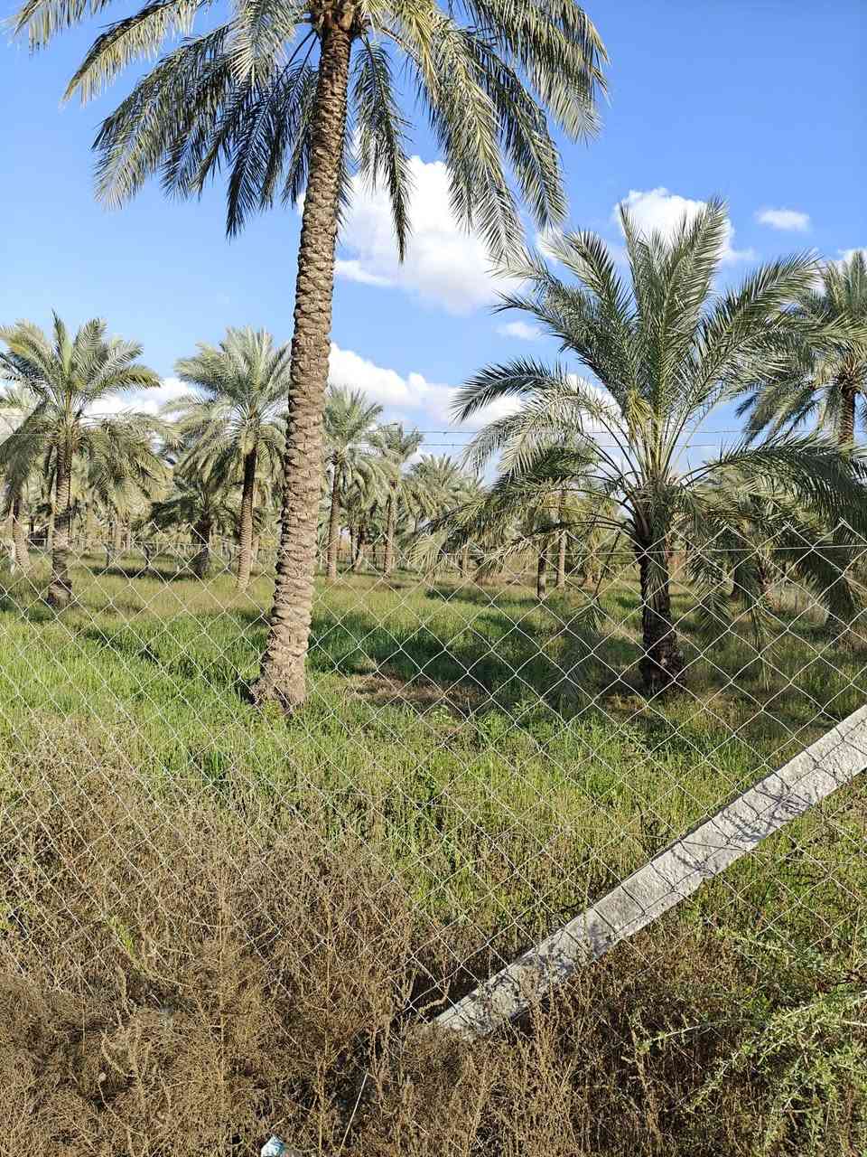 يوجد دونمين و600 ملك طابو صرف الوجه 37 ونص ونزال 150 مي اساله كهرباء مي سقي في بغداد المدائن شارع سيد علي الاستفسار‭0774 293 4494
