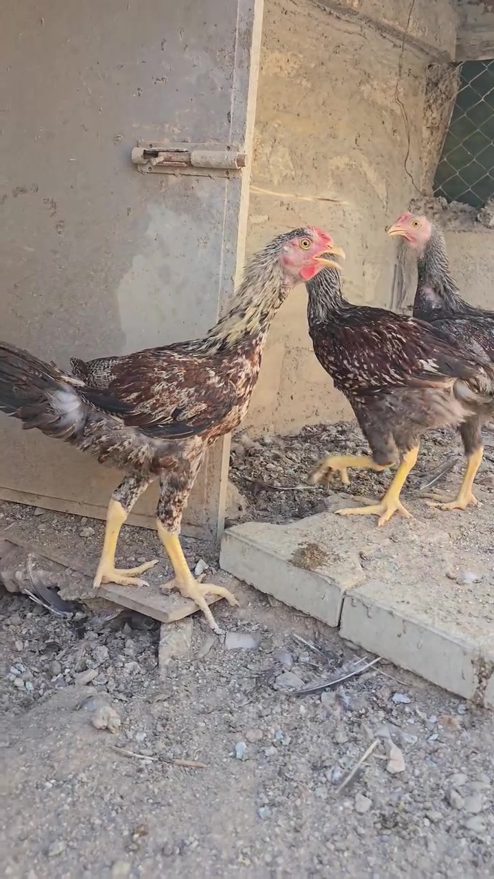بە ناوی خوای گەورە
بەهۆی بێ وەعدی مشتەریەوە دووبارە پۆستی ئەکەمەوە

مریشکێکی سپی سادەی هەزار پۆپنە و چوار باڕ و باڕۆکەی کوردی هەزار پۆپنە بۆ فرۆشتن.

مریشکەکە حەجم گەورەیە، هێلکە ئەکات، تەمەنی ساڵێکە.

باڕ وباڕۆکەکان تەمەنیان سێ مانگ ونیوە و باڕۆکەیەکیان گوپنە.

لوقاحیان بۆ کراوە، بەشەرتی پاك و بێ نەخۆشی ئەیان فرۆشم شتی بازاڕ نین

مریشکەکە سعری ۲٥ هەزارە

باڕ و باڕۆکەکان هەر چواریان ٤٥ هەزار

لە سلێمانیم

هەرکەس مشتەریە نامە بنێرێت.

@highlight


**إذا كنت صاحب هذا الإعلان وتريد حذفه لأي سبب، رجاءا أرسل رسالة إلى الدعم الفني**