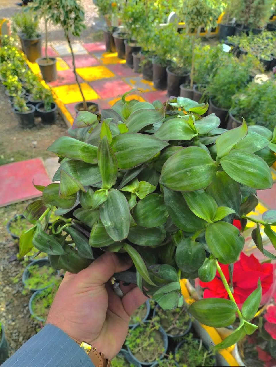 وجبه جديده وصلت من النباتات 
لطلب والاستفسار مراسلة الصفحه يوجد خدمة توصيل خانقين جلولاء سعديه


**إذا كنت صاحب هذا الإعلان وتريد حذفه لأي سبب، رجاءا أرسل رسالة إلى الدعم الفني**