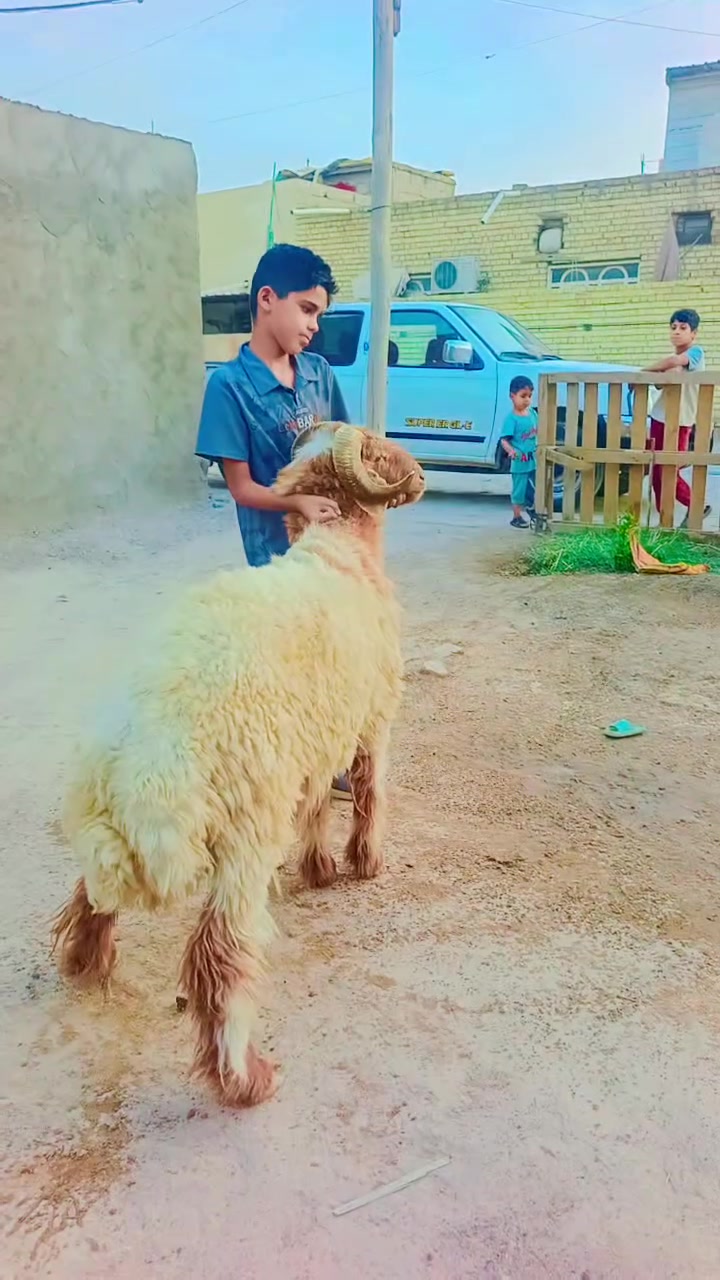 ماشاء الله تبارك الله البيع خروف ورجين مشروط كافه شروط جني يكرح علا ذراعه شرط في سماوه جربوعيه سعر ***********
