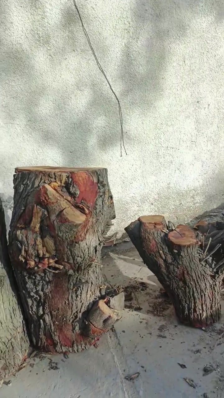 حطب نبگه للبيع يابس صار شهر يابس‏‪***********
