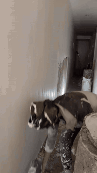 السلام عليكم خلفة جص وبورك مكاني البياع الشرطه ال خامسه *********** شغل درجه اولى استلام مهندس والتزام بل عمل
