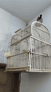 متاح فحل حايل معارك طك جنح تجي تشوف تقتنع اله تاخذه طير صحيح تغريد مفو...