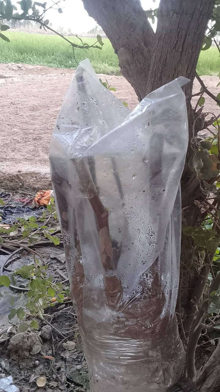 السلام عليكم.. بما أنا موسم التطعيم شجرة السدر اي شخص يحب يطعم انا موجود داخل الرفاعي تواصل معنا ***********وتساب@
