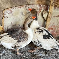 فحلين • قرنه يم طوارئ