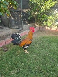 دجاجه بياضه و ديج عربيات للبيع  الكمالية حي السلام قرب مركز الخنساء  0...