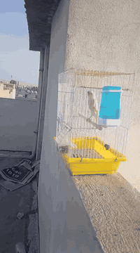 السلام عليكم ورحمة الله وبركاته اخواني ذكر كناري موزاييك فل تغريد جاهز للتزاوج السعر ٦٠ الف مع القفص مكاني اربيل حي نوروز ***********
